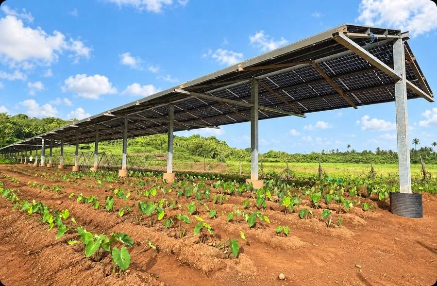 패널 아래 토란 재배, 200kWp 실증 설비